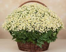 Цветочная композиция из Ромашки в корзине #REPLACE_PRED# Верхоянске